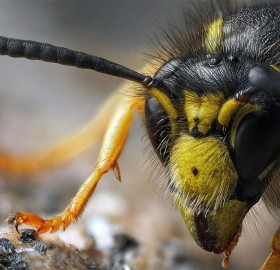 a tree wasp portrait
