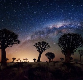 milky way over quiver tree forest