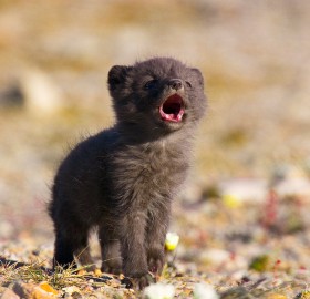 artic fox pup