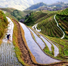 rice worker, china