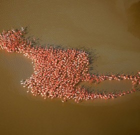 strange flamingo formation