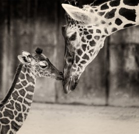 2 week old baby giraffe with mom
