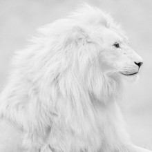beautiful albino lion