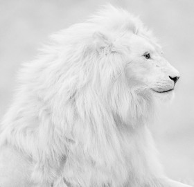 beautiful albino lion