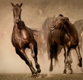 beautiful running horses