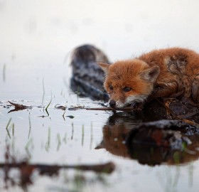 freezing cold and wet fox