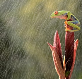 frog on heavy rain