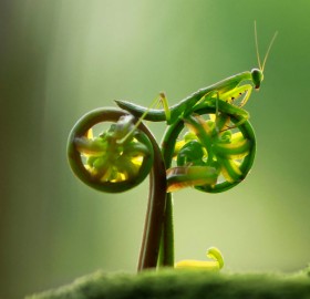 mantis on natural bike