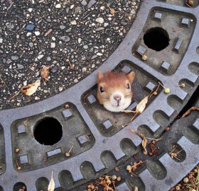 squirrel stuck in manhole cover