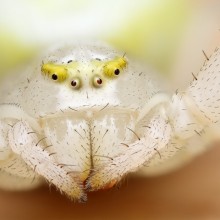 white jumping spider