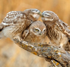you two owls should get a room