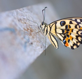 beautiful swallowtail butterfly