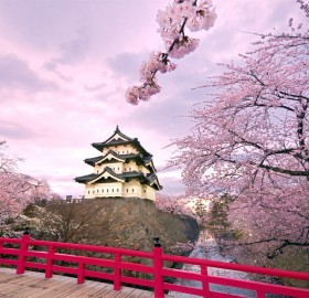cherry blossoms, hirosaki castle japan