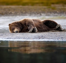 grizzly bar taking a nap