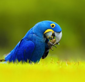hyacinth macaw, brazil