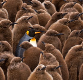 king of king penguins