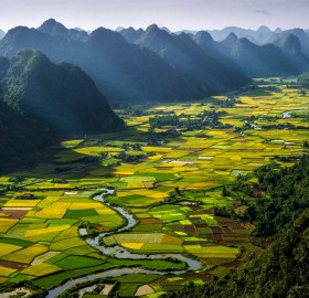 rice fields, vietnam