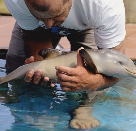 ten-day-old orphan dolphin