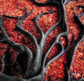 black roots on red leaves