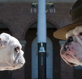 chesty, the marine corps mascot, and his successor