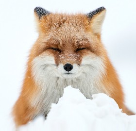 fox sleeping in snow