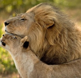 lions in love