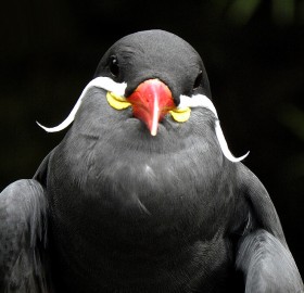 magnificent mustache bird