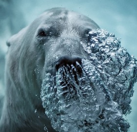 polar bear blowing bubbles