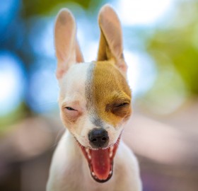 Chihuahua Yawning
