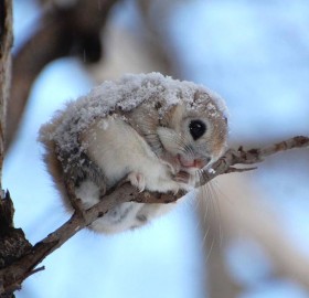 cute japanese dwarf flying squirrel