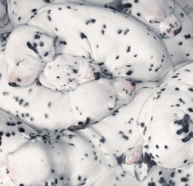 dalmatian puppies sleeping