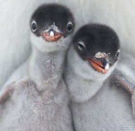 gentoo penguin chicks
