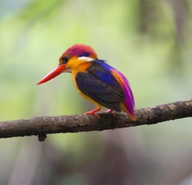 kingfisher, the most fabulous bird