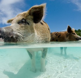 pigs in the crystal clear sea of the bahamas