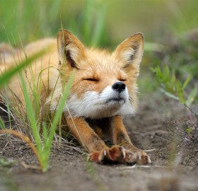 stretching fox