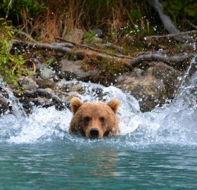 alaskan grizzly bear getting close