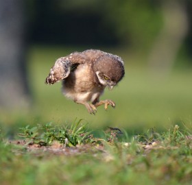 baby owl learning to fly