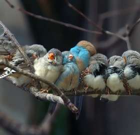 birds taking a nap