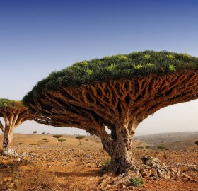 dragon blood tree, yemen