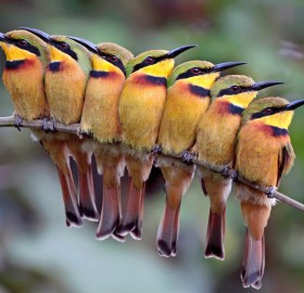 group of little bee eaters