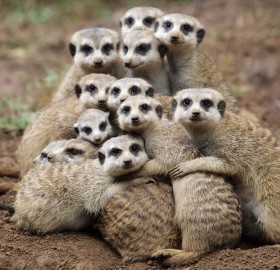 meerkats group hug