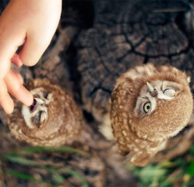 petting owls