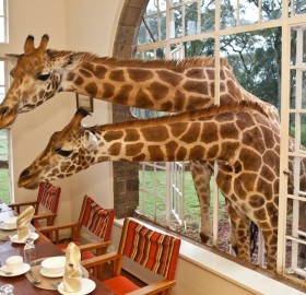 we have guests for lunch, giraffes