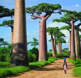 avenue of the baobabs, madagascar
