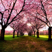World’s Most Beautiful Trees Photography PART 2