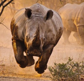 frightening and beautiful charging rhino