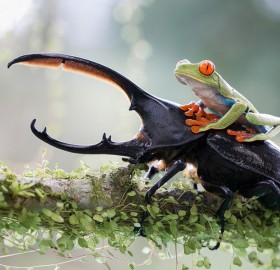 frog on the hercules beetle