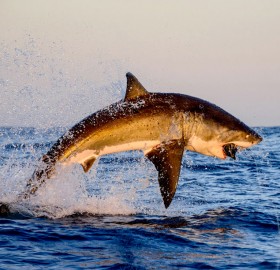 great white shark jumping