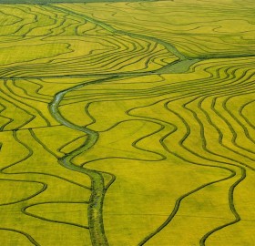rice field, uruguay