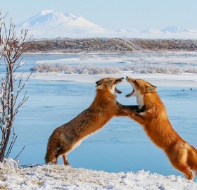 two foxes sparring in alaska